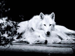 Beautiful Wolves