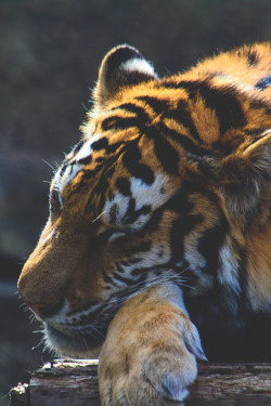 ikwt:  Sleepy Tiger (Allan Johnson) | ikwt