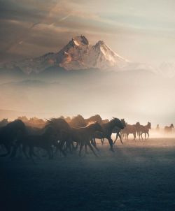 folklifestyle:  Horses running in mountain mist.   https://www.pinterest.com/FOLK/