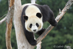 giantpandaphotos:  Huan Huan at ZooParc de Beauval in France
