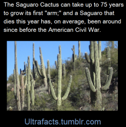 ultrafacts: Saguaros rank among the largest of any cactus or