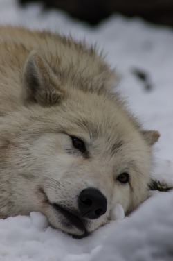 thatwanderinglonewolf:  White Wolf in his Element by Frederik