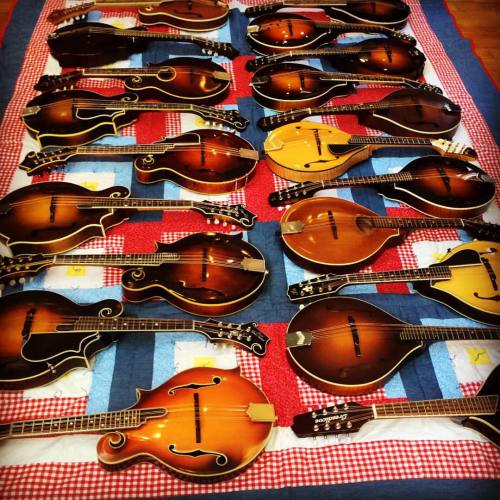 <p>Watch your step! Presenting the #nashvillemandolincamp mandolins… Mando geeks, begin analyzing the almost exact equality of A style vs. F style models……Now! #mandolin #nashville #bluegrass  (at Ridgetop, Tennessee)</p>