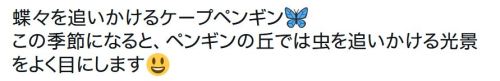 y-kasa:  マリンワールド海の中道【公式】 「蝶々を追いかけるケープペンギン🦋