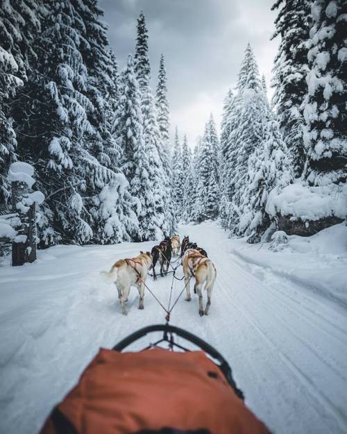 cpahlow:Had to share this @weheartit Dog sledding in Valemount,