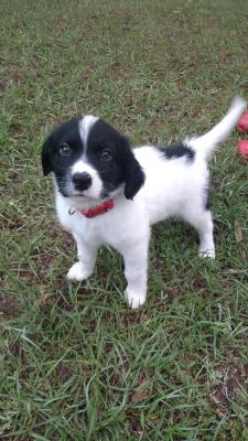 awwww-cute:  Reddit meet sleepy Stoffel, he woke me up singing