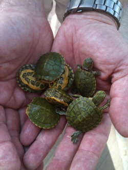 turncoatrunaround:  tiny turtles liddle shells green feets 