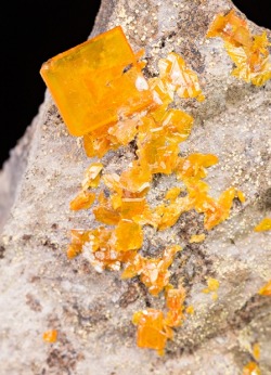 mineralia:  Wulfenite from Arizonaby Dan Weinrich