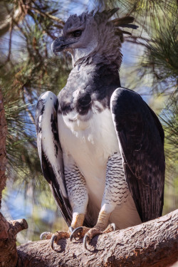 end0skeletal-undead:  Rare throughout its range, the harpy eagle