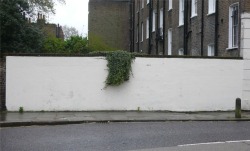 violaceae:  Banksy, Bush 