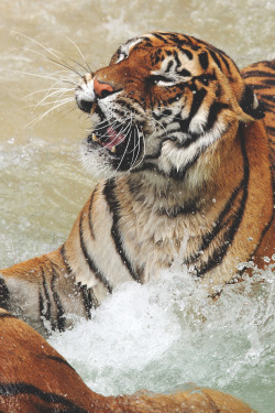 captvinvanity:  Happy tigers  | Photographer | CV