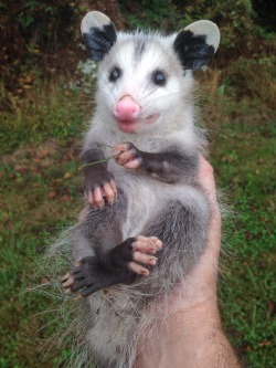 captainquinnthefisherman:  This possum was in my hen house….