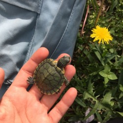 coolpupmom: Friday outdoor nature hangs w olive 🐢 ig:cooldogmom