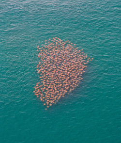 sixpenceee:   Cownose Rays MigrationThese guys feed on clams