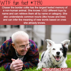 wtf-fun-factss:  This dog has the largest memory of a non-human