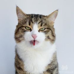 catsofinstagram:From @rexiecat: “Nailed the tongue trick”