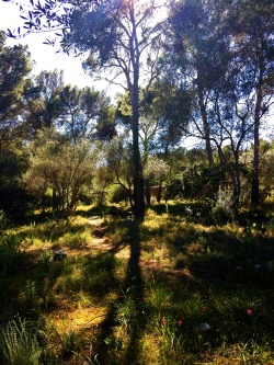 molieresphotography:  Bosc de Bellver, Palma de Mallorca, Balears,