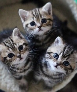 daddyspurty:  Because kittens are 😍😍