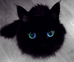 easchechter:  that-weirdblog:  I think this cat may be magical