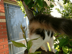 catgifcentral:  Fluffy tail in a lemon tree