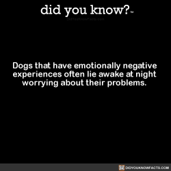 did-you-kno:  Dogs that have emotionally negative  experiences