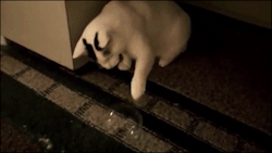 lawebloca:  Cats vs Bubbles Compilation video  