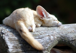 everythingfox: Peaceful Nap Photo by In Cherl Kim 