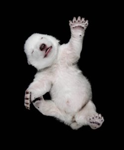 bears-addict:  One month old polar bear cub. Cubs are born between