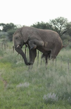 awwww-cute:  Polite elephant crosses multiple farms on her voyage
