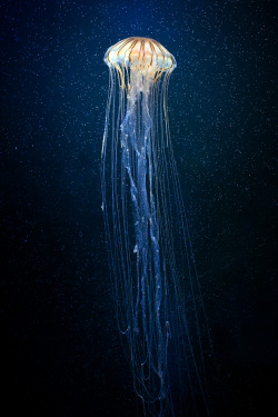 Jellyfish by Fat Steel Panda | Underwater Sea Ocean swimming