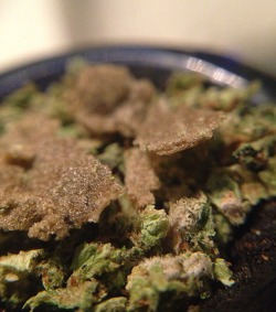 its-hazy-in-here:  cpe420:  Indica flower and bubble hash  Hash