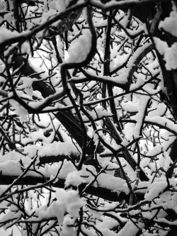 iardphoto:  First snow… Brace yourselves… Bla, bla, bla…