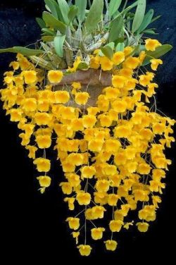 flowersgardenlove:  Orchids From Mainlan Beautiful gorgeous pretty