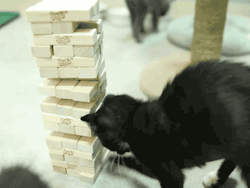 onlylolgifs:  Cat plays jenga (via cineraria:YouTube)