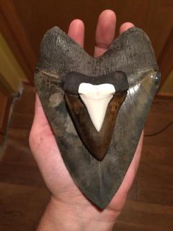 reneemichelle11:  megalodon-teeth:  A tooth comparison between