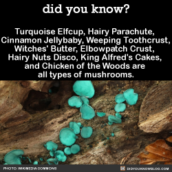 did-you-kno:  Turquoise Elfcup, Hairy Parachute,  Cinnamon Jellybaby,