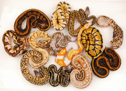 slephoto:  nedahoyin:  WAAAAAAAAANT..  OMG it’s every color of Ball Python!  modelodette, check it out! 