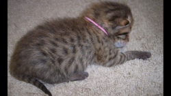 mauithedemicat: Throwback Thursday for baby Maui!