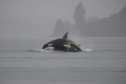 theincredibleorca: 	Orca 12/20/14 by Mike Charest    	Via Flickr: