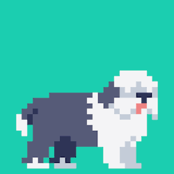 pug-of-war:Sheep dog.