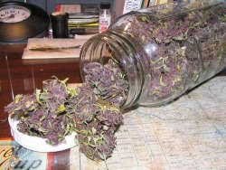 grow-your-weed:  Discover how to grow your pot here