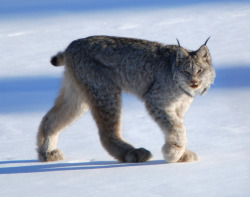 Lynxes crack me up… i like them quite a bit, but man,