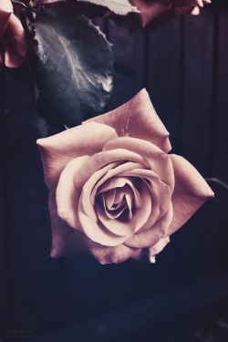 love-abia:Out of Nothing by Abi Ashra (Tumblr)