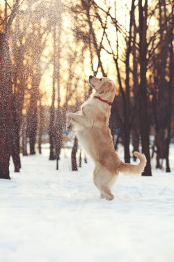 visualechoess:Playing in the snow by: Marina Plevako