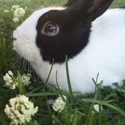 tracerwidows: craftkiddo:  Kid loves flower crowns  @meme12345bunny