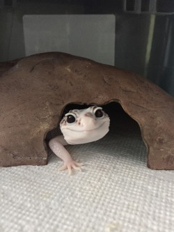 geckogalaxy:  The ever beautiful Miwa wishes you a pleasant afternoon.