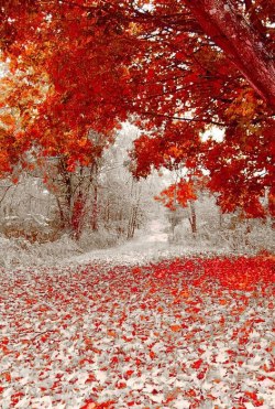 stunningpicture:  Winter and fall are happening at the same time