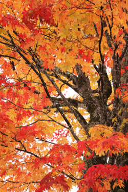 minuty:  Maple tree by Teruhide Tomori on Flickr.