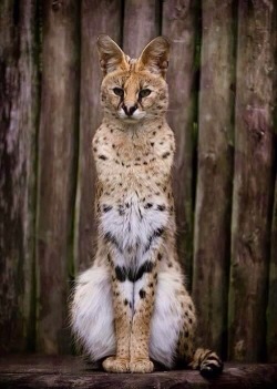 stability:  Beautiful Serval Cat [Via/More] 
