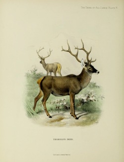wapiti3:  The deer of all lands a history of the family Cervidæ